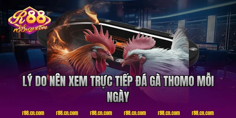 Lý Do Nên Xem Trực Tiếp Đá Gà Thomo R88 Mỗi Ngày