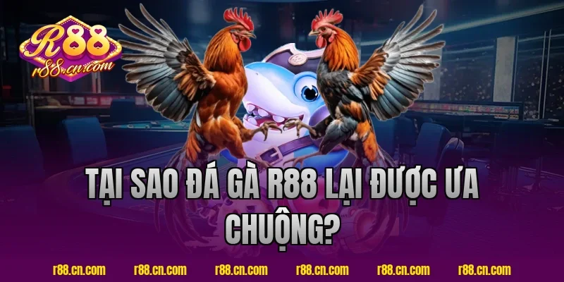 Tại sao đá gà R88 lại được ưa chuộng?